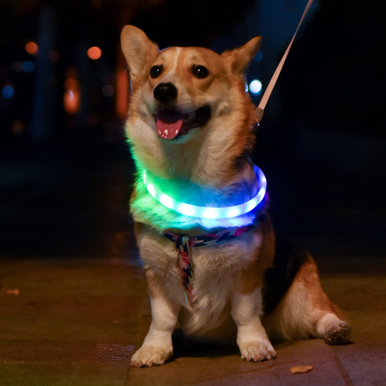 *NEW* LED-Dog Collar "RAINBOW", Extra Bright, USB Charging