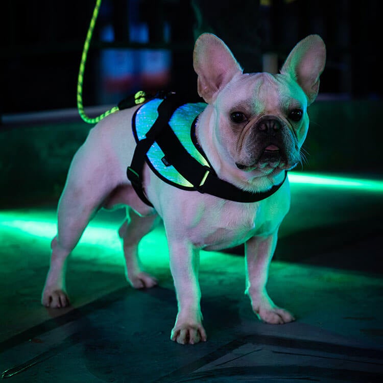 *NEW* Illuminated LED Dog Harness for Small Dogs & Puppies
