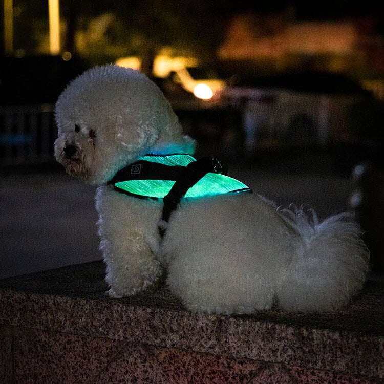 *NEW* Illuminated LED Dog Harness for Small Dogs & Puppies
