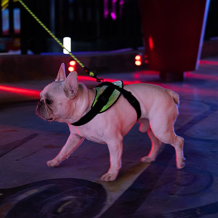*NEW* Illuminated LED Dog Harness for Small Dogs & Puppies