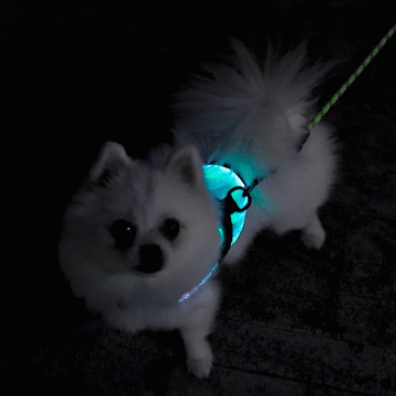 *NEW* Illuminated LED Dog Harness for Small Dogs & Puppies