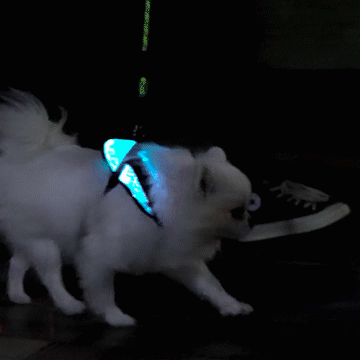 *NEW* Illuminated LED Dog Harness for Small Dogs & Puppies