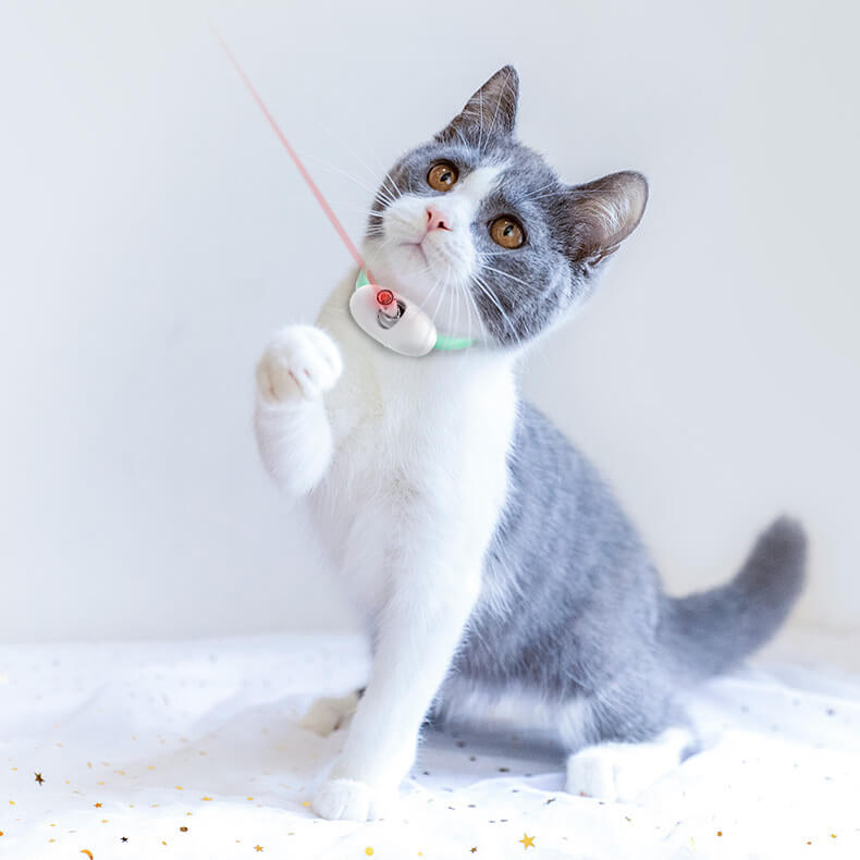 Play Light Collar for Kitten & small Dogs